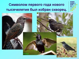 1 апреля «День птиц», слайд 13