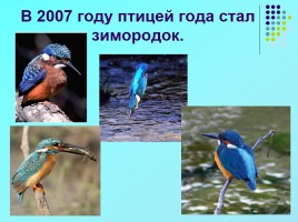 1 апреля «День птиц», слайд 19