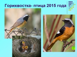 1 апреля «День птиц», слайд 28