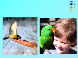 1 апреля «День птиц», слайд 42