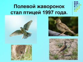 1 апреля «День птиц», слайд 9