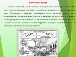 Экологические проблемы современности «Красноборская средняя школа», слайд 4