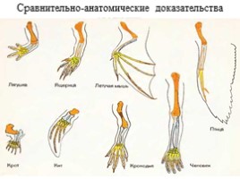 Для 7 класса "Доказательства эволюции животных", слайд 8