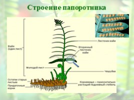 Отдел Папоротниковидные. Происхождение, особенности организации и жизненного цикла, слайд 10