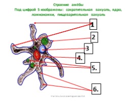 «Тип Жгутиконосцы. Колониальные организмы», слайд 4
