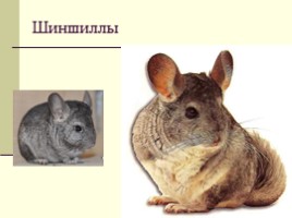 Жизнь животных на разных материках, слайд 25