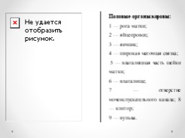 Строение половой системы сельскохозяйственных животных" Лекции, слайд 4