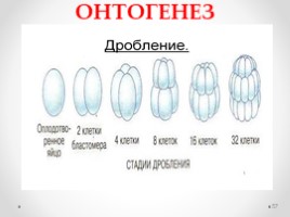 Строение половой системы сельскохозяйственных животных" Лекции, слайд 57