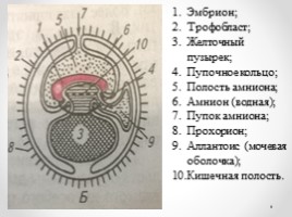 Строение половой системы сельскохозяйственных животных" Лекции, слайд 64