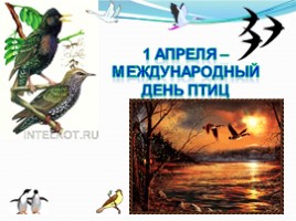 1 апреля международный день птиц, слайд 1