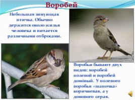 1 апреля международный день птиц, слайд 10