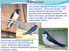 1 апреля международный день птиц, слайд 11
