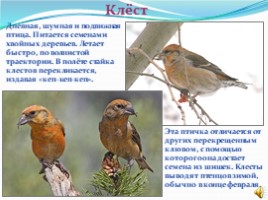 1 апреля международный день птиц, слайд 15