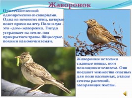 1 апреля международный день птиц, слайд 5