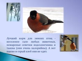 Снегирь - птица зимы, слайд 11