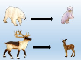 Лексико-грамматического строя речи в старшей группе по теме: «Животные Севера и жарких стран», слайд 19