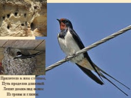 Перелетные и зимующие птицы для подготовительной группы, слайд 15