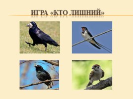 Перелетные и зимующие птицы для подготовительной группы, слайд 20