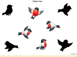 Перелетные и зимующие птицы для подготовительной группы, слайд 31