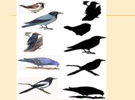 Перелетные и зимующие птицы для подготовительной группы, слайд 32