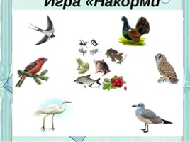 Перелетные и зимующие птицы для подготовительной группы, слайд 34