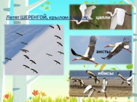 Перелетные и зимующие птицы для подготовительной группы, слайд 9