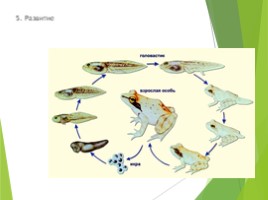 Что такое живой организм (5 класс биология), слайд 12