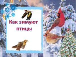 Как зимуют птицы (окружающий мир), слайд 1
