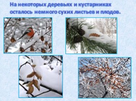 Зима в жизни растений. Труд человека зимой, слайд 8
