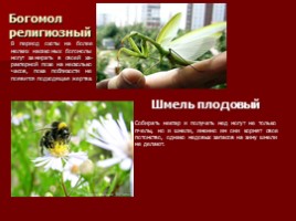Разнообразие природы Оренбургской области, слайд 11