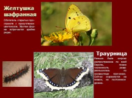 Разнообразие природы Оренбургской области, слайд 12