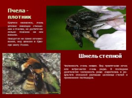 Разнообразие природы Оренбургской области, слайд 4