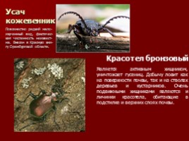 Разнообразие природы Оренбургской области, слайд 6