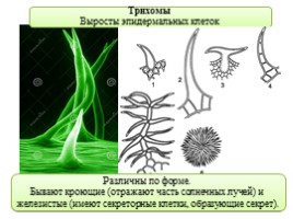 Ткани растений, слайд 17