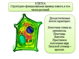 Ткани растений, слайд 2