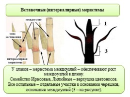 Ткани растений, слайд 9