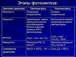 Фотосинтез - один из важнейших биологических процессов, слайд 10