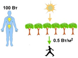 Фотосинтез - один из важнейших биологических процессов, слайд 15