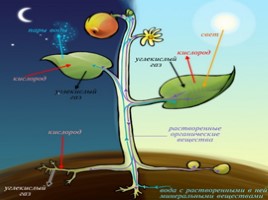 Фотосинтез - один из важнейших биологических процессов, слайд 19