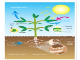 Фотосинтез - один из важнейших биологических процессов, слайд 4