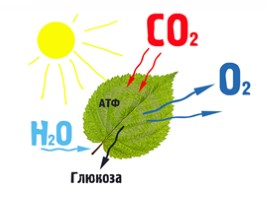 Фотосинтез - один из важнейших биологических процессов, слайд 5