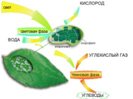 Фотосинтез - один из важнейших биологических процессов, слайд 9