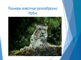 Общие сведения о животном мире (7 класс биология), слайд 16
