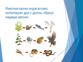 Общие сведения о животном мире (7 класс биология), слайд 19