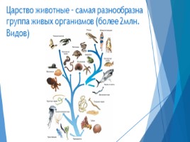 Общие сведения о животном мире (7 класс биология), слайд 2