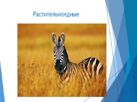 Общие сведения о животном мире (7 класс биология), слайд 20