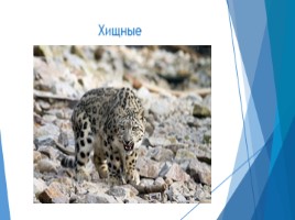 Общие сведения о животном мире (7 класс биология), слайд 22