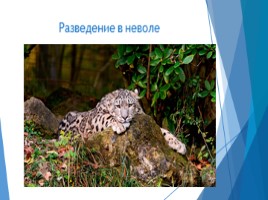 Общие сведения о животном мире (7 класс биология), слайд 34