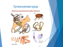 Общие сведения о животном мире (7 класс биология), слайд 6