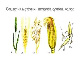 Семейства Класса Однодольные, слайд 8